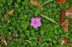 Image result for Heterotis rotundifolia
