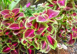 Image result for Coleus meyeri