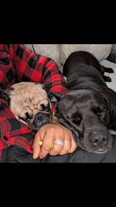 Working late and we're all tired! This is a direct line through my Soul  Phone! #soulphone #pugs #cutedogs #newmusic