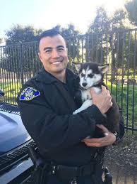 Puppies for sale, dogs for sale from dog breeders. Brace Yourself For Cuteness Friday Is National Puppy Day
