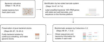 I am a 25 year old man who recently came out of the closet to my underlined with the date 9/18/17 was paragraph 10, sentence 13. High Throughput Cultivation And Identification Of Bacteria From The Plant Root Microbiota Nature Protocols