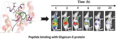 Il primo sito web specializzato nelle sterline d'oro. Identification Of A Glypican 3 Binding Peptide For In Vivo Non Invasive Human Hepatocellular Carcinoma Detection Qin 2017 Macromolecular Bioscience Wiley Online Library