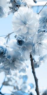 Wallpaper Tumblr Aesthetic Pastel Blue 16 Super Ideas Blue Flower Wallpaper Blue Aesthetic Pastel Blue Wallpaper Iphone