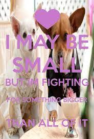 I Love This Movie Beverly Hills Chihuahua Chihuahua Quotes Beverly Hills Chihuahua Chihuahua