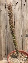 Image result for Euphorbia didiereoides