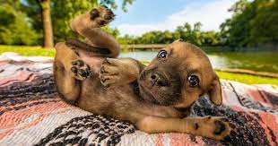 We did not find results for: The Best Dog Photos Of 2018 Have Been Announced And They Ll Give You All The Feels Bored Panda
