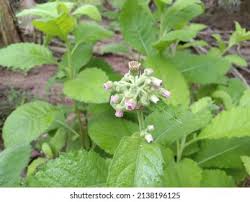 Image result for Blumea