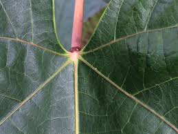 Image result for Vernicia