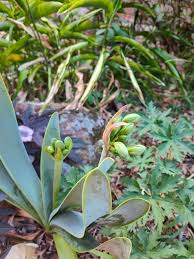 Image result for Cyrtanthus breviflorus