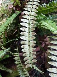Image result for Asplenium macrophlebium
