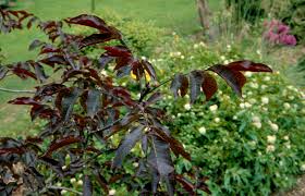 Image result for Juglans