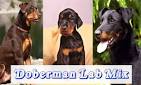 Information on Labrador Doberman Mix Puppies | Cuteness