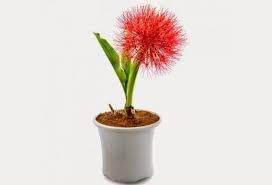 Termasuk tanaman semusim berbatang lunak dengan bentuk percabangan monopodial. Botani Bunga Desember Blood Lily Generasi Biologi