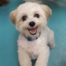 Paws Claws & Hooves LLC Owensboro