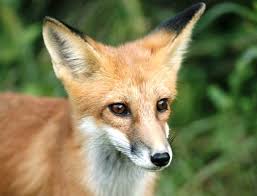 200cc gas moped scooter romeo 200 red, automatic cvt big power engine, retro style. Red Fox Wildlife