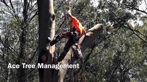 We did not find results for: Ace Tree 185 191 Liverpool Rd Melbourne 2021
