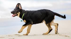 Pet Exercises One Week Workout Plan For A Lazy Dog Bechewy