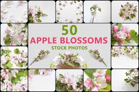 An apple blossom is pollinated by a bee. 50 Apple Blossoms Backdops Branch Of Apple Blossom Flower Phtos Filtergrade