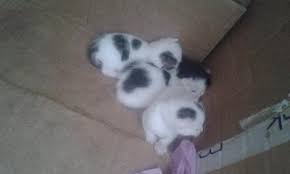Terkedilmis 3 Kedi Yavrusu Kizlarsoruyor