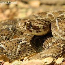 Saw Scaled Viper Echis Carinatus Snake Images Snake Venom Viper Snake