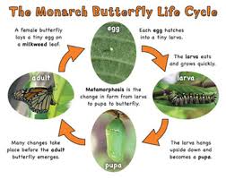 Monarch Butterfly Life Cycle