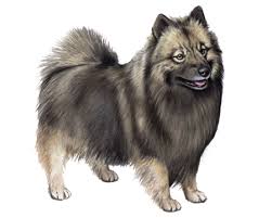 Go on to discover millions of awesome videos and pictures in thousands of other categories. Keeshond Facts Wisdom Panel Dog Breeds