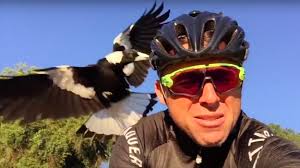 May 13, 2019 · the shores of gold is the first of the tall tales coming to sea of thieves. Magpie Continually Attacks Cyclist For Biking In Its Presence Cyclist Bird Attack Magpie