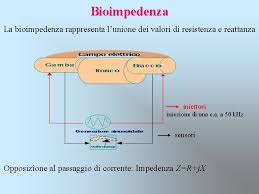 In questa lezione studieremo il vocabolario italiano del corpo umano, imparando i termini che si riferiscono vedremo anche alcune espressioni idiomatiche italiane relazionate con il corpo umano! Corrente Elettrica E Corpo Umano 1790 Luigi Galvani