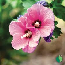 Image result for Hibiscus aethiopicus