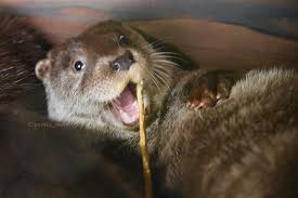 Happy Otter Otter Pops Otters Animals
