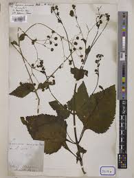 Image result for Adenostemma viscosum