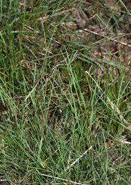 Image result for Hemarthria natans