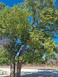 Image result for Dialium englerianum