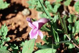 Image result for Dicerocaryum senecioides