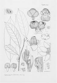 Image result for Psychotria mildbraedii