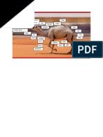 They are adapted to survive a long time without water and food. Camel Body Parts