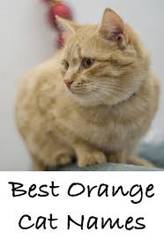 If your cat likes to steal things, clyde could be a funny boy cat name inspired by the infamous criminal couple bonnie and clyde. Orange Cat Names 169 Amazing Names For Ginger Kittens