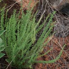 Image result for Jamesbrittenia burkeana