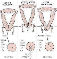Ovulasi adalah bagian dari siklus menstruasi, yang ditandai dengan pelepasan sel telur oleh indung telur (ovarium). Tips Hamil Posts Facebook