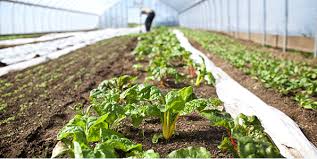 Governor Scott Updates Operations For Greenhouses Nurseries And Garden Centers Agency Of Agriculture Food And Markets