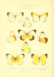 Image result for Agelanthus krausei