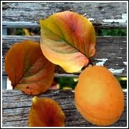 Pinkish white blossoms appear in. Buy Moorpark Apricot Tree From Ty Ty Nursery