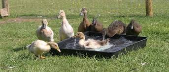 How to raise ducklings | pampered chicken mama: Beginners Guide To Keeping Ducks