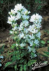 Image result for campanula glomerata