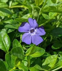 Image result for Vinca minor
