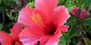 Check spelling or type a new query. Hibiscus Ou Althea Hibiscus Syriacus Plante Taille Entretien Arrosage