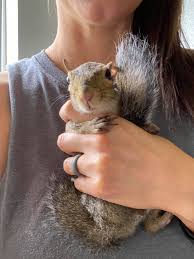 Managing German Shepherd behavior during the t-rex stage