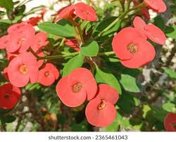 Image result for Euphorbiaceae