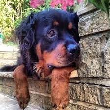Both parents long haired and from fleischerheim. The Long Haired Rottweiler Everything You Need To Know