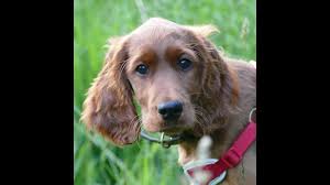 Look at pictures of irish setter puppies who need a home. Impi 12 Week Old Irish Setter Puppy 3 Weeks Intensive Training Youtube